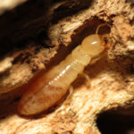 Termite